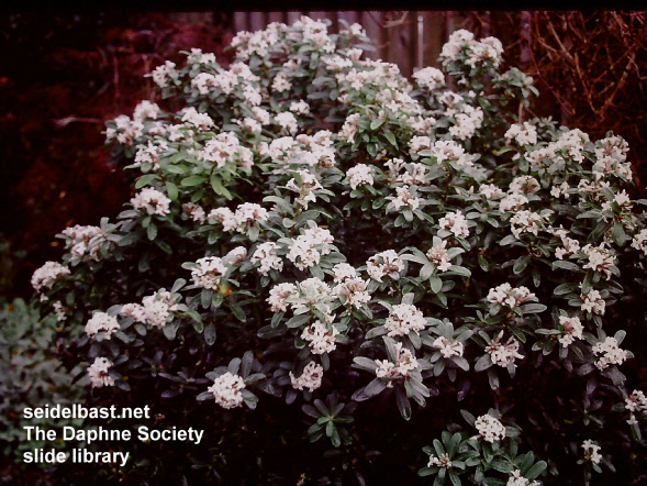 Daphne x transatlantica ‘Jims Pride’ shrub, rich flowering, 'transatlantischer Seidelbast'
