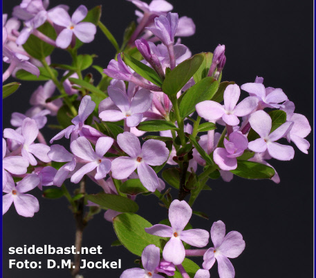 Daphne genkwa mit leuchtend, fliederfarbenen Blüten daher auch 'Flieder-Seidelbast'
