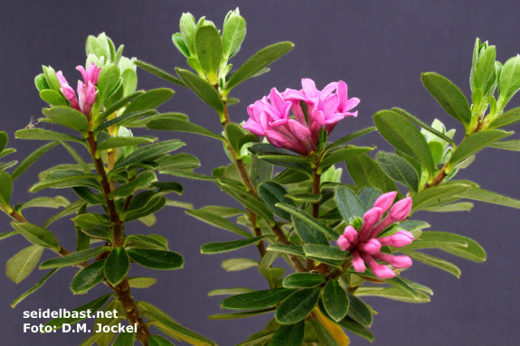 Daphne sericea 'Collina' garden form, 'seidenhaariger Seidelbast'