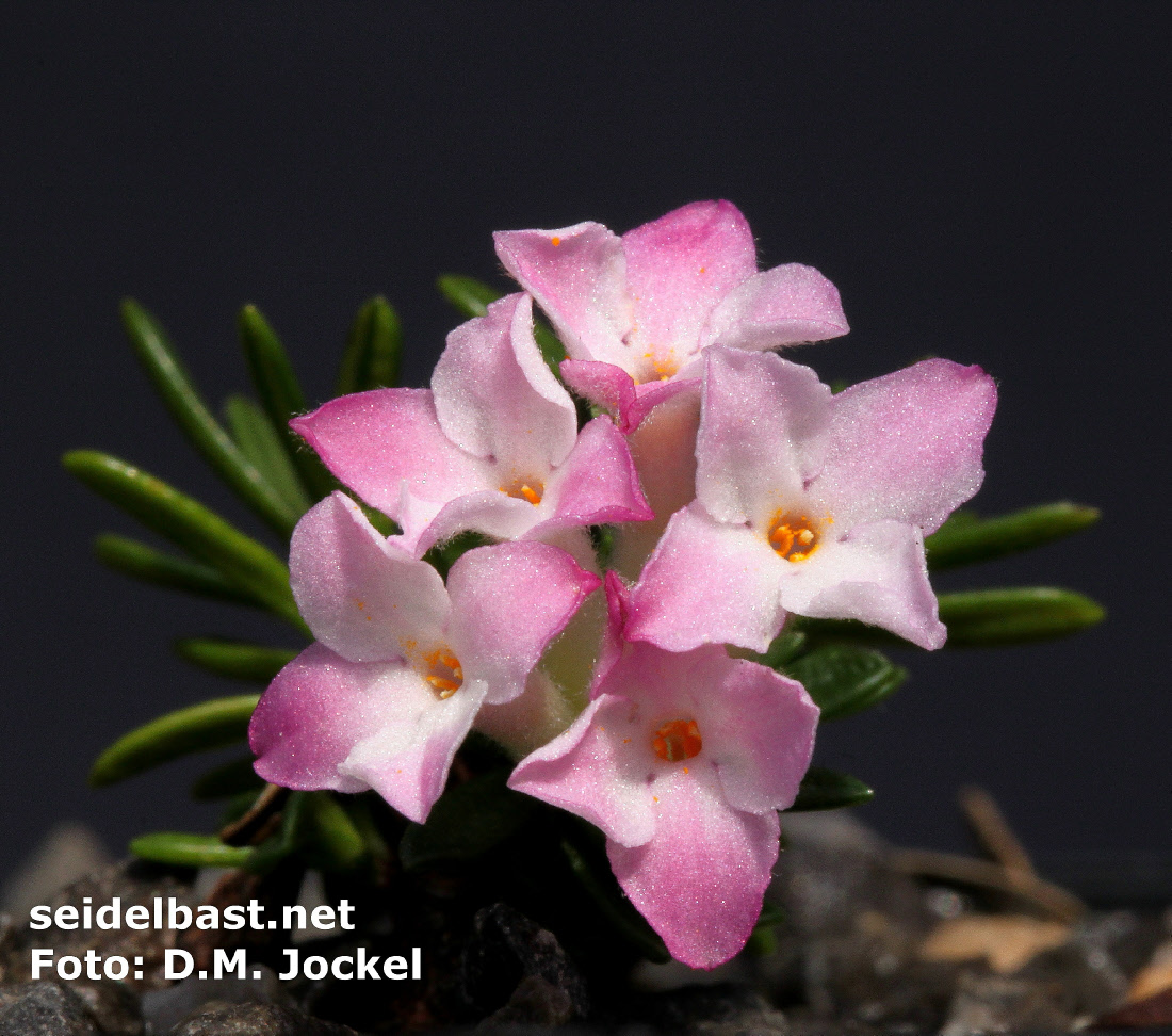 Daphne petraea ‘Michele’ blossoms close-up, 'FelsenSeidelbast'