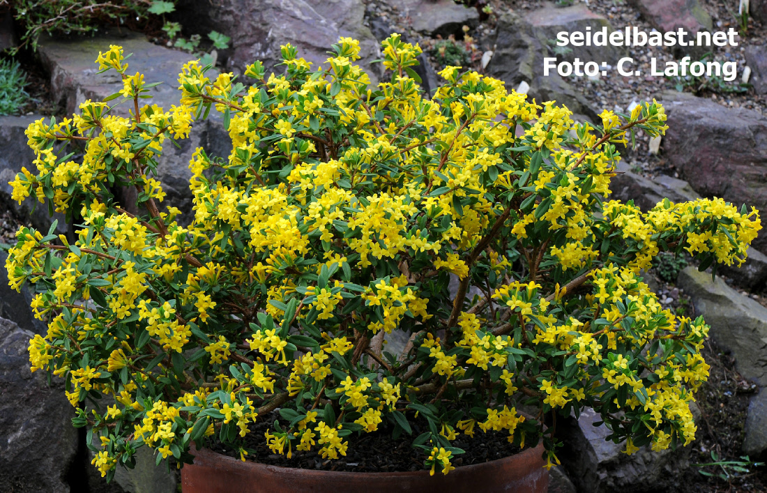 Daphne aurantiaca var. calcicola, typus- Napa Hai, -'orangefarbener Seidelbast'-