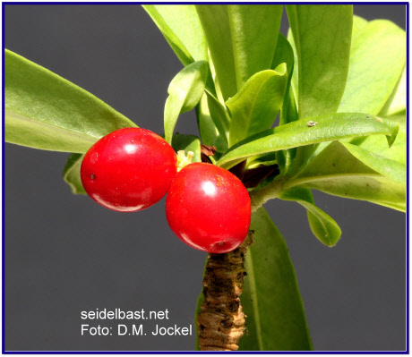 verführerisch- leuchtend, rote Früchte von Daphne wolongensis, 'Wolong-Seidelbast'