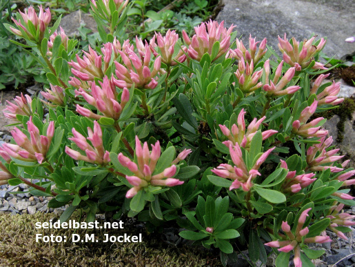 Daphne domini with cleistogamous blossoms