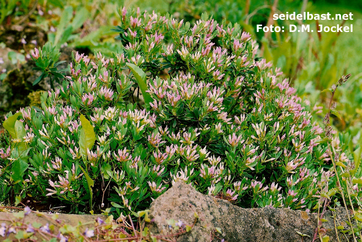 Daphne domini, flowering shrub