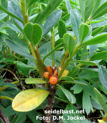 Daphne circassica with fruits, 'Cherkessischer Seidelbast'