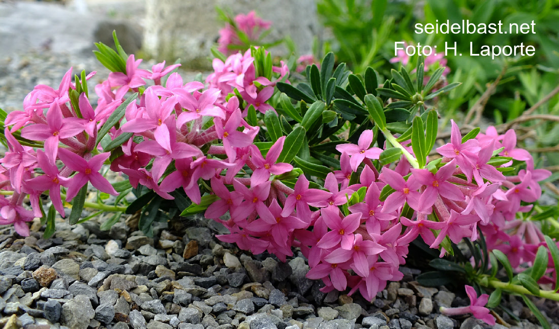 Daphne cneorum ‘Leila Haines’, Rosmarin-Seidelbast