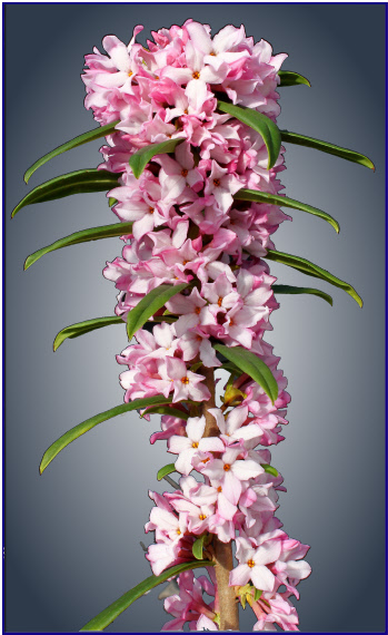  attractive Daphne hybrid with masses of pink flowers