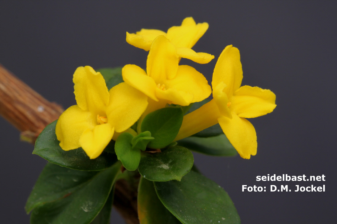 flowers close-up - Daphne aurantiaca var. calcicola, typus- Gang Ho Ba, -'orangefarbener Seidelbast'-
