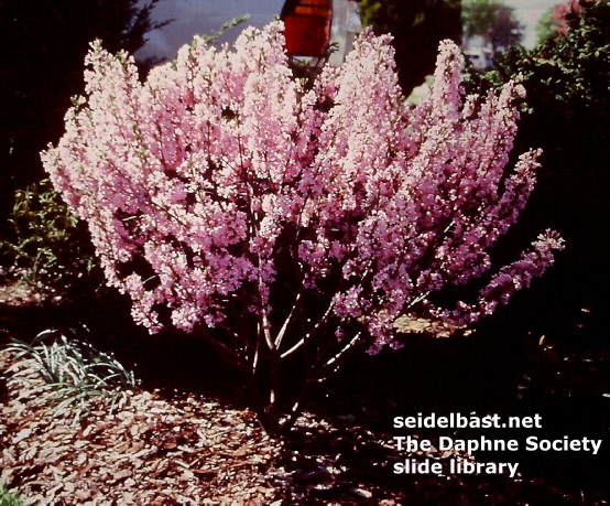 Daphne genkwa, Hackenberry group, flowering in garden, U.S.A. Daphne genkwa, Hackenberry group, flowering in garden, U.S.A.