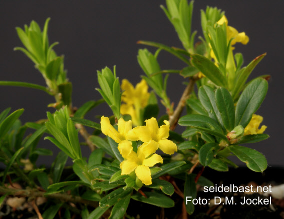 Daphne rosmarinifolia flowers close-up, Rosmarinblättriger Seidelbast