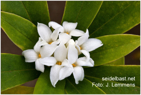 inflorescence of Daphne sureil