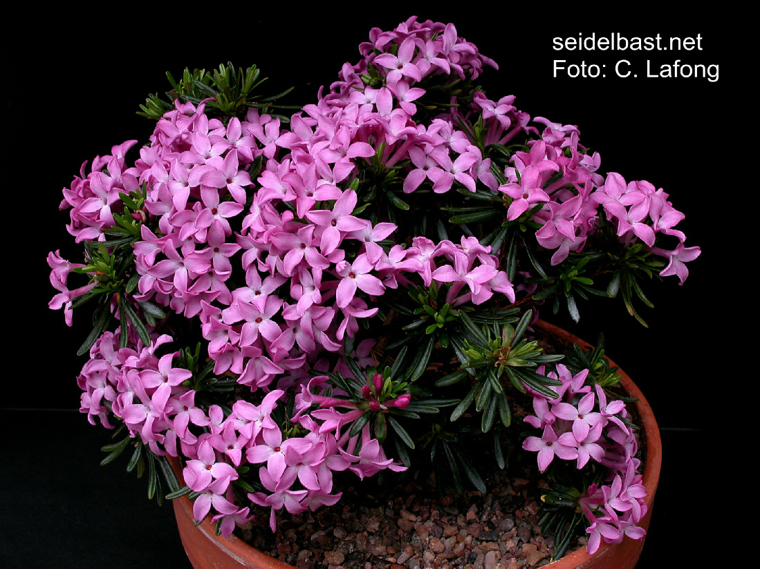 Daphne arbuscula ‘Grandiflora’, 'Bäumchen-Seidelbast'