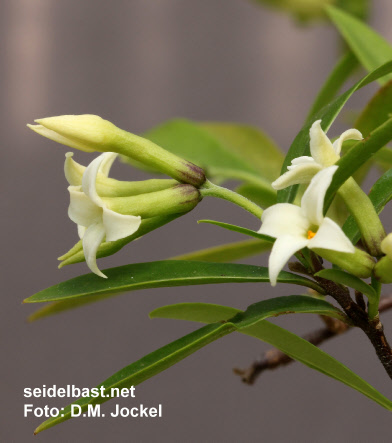 Daphne longilobata the base of the calyx tube can have different colour intensities, 'langlappiger Seidelbast'