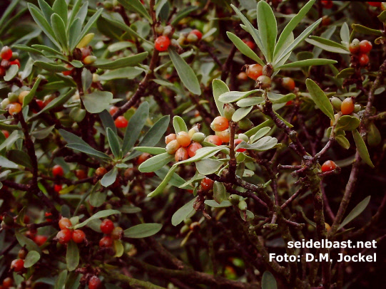 orange fruits of Daphne alpina, -Alpen-Seidelbast