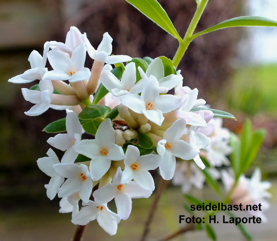 Daphne x ‘Kilmeston Beauty’ flowers close-up