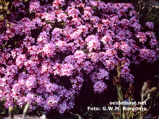 Daphne cneorum - Muran form, Rosmarin-Seidelbast