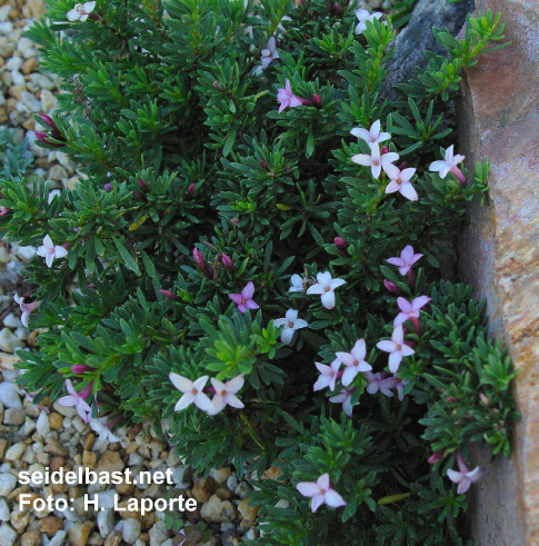 Daphne x whiteorum ‘Kilmeston’, 'White's Seidelbast'