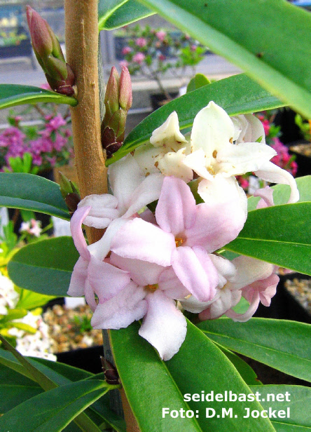 Daphne wolongensis 'Miya Lou', flowers close up, 'Wolong Seidelbast'