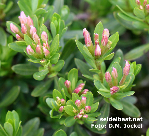 Daphne domini inflorescences close-up