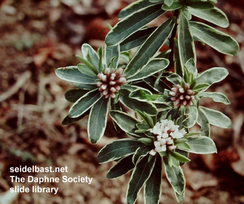 Daphne x transatlantica ‘Summer Ice’, 'transatlantischer Seidelbast'