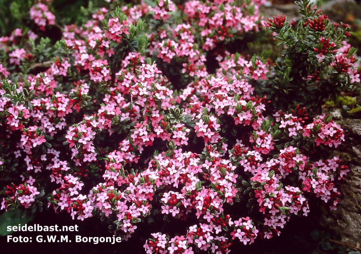 Daphne cneorum ‘Variegata’, huge flowering shrub, Rosmarin-Seidelbast