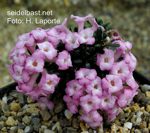 Daphne petraea ‘Cima Tombea’ , 'FelsenSeidelbast