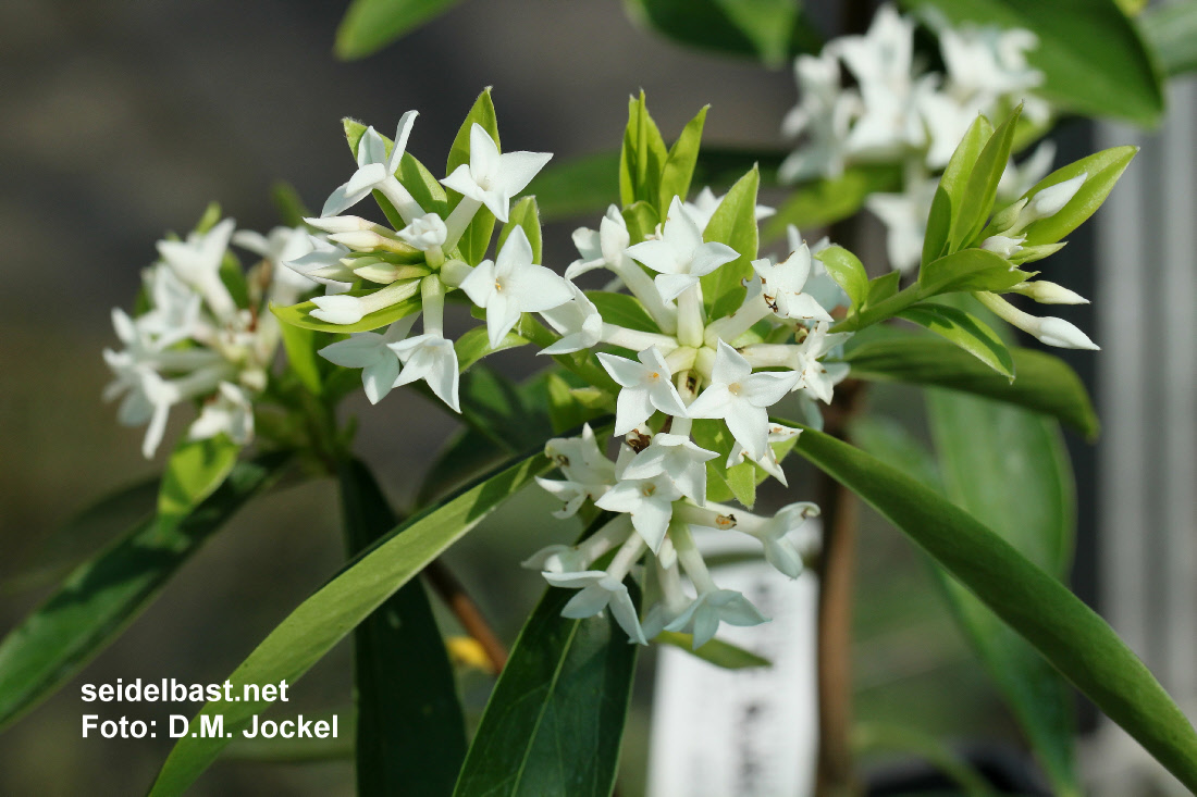 rich flowering Daphne x ‘White Queen’