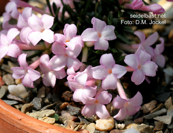 Daphne petraea ‘Flamingo’, 'FelsenSeidelbast