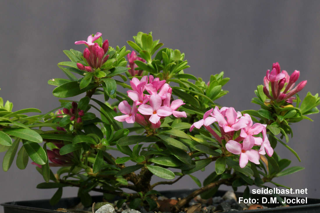 Daphne x napolitana ‘Daniel Pesek’, 'neapolitanischer Seidelbast'