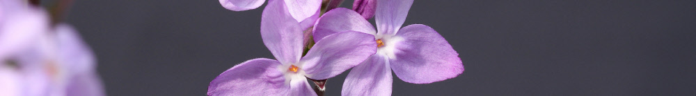 Daphne genkwa blossoms close-up 