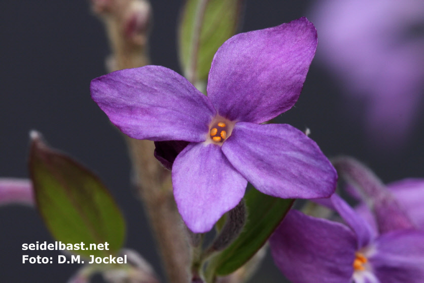 Daphne genkwa own selection with deep lilac colour Daphne genkwa own selection with deep lilac colour