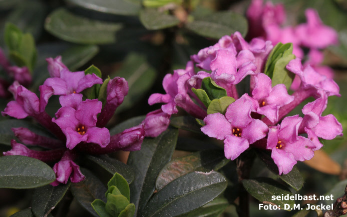 blossoms close-up of Daphne circassica, 'Cherkessischer Seidelbast'