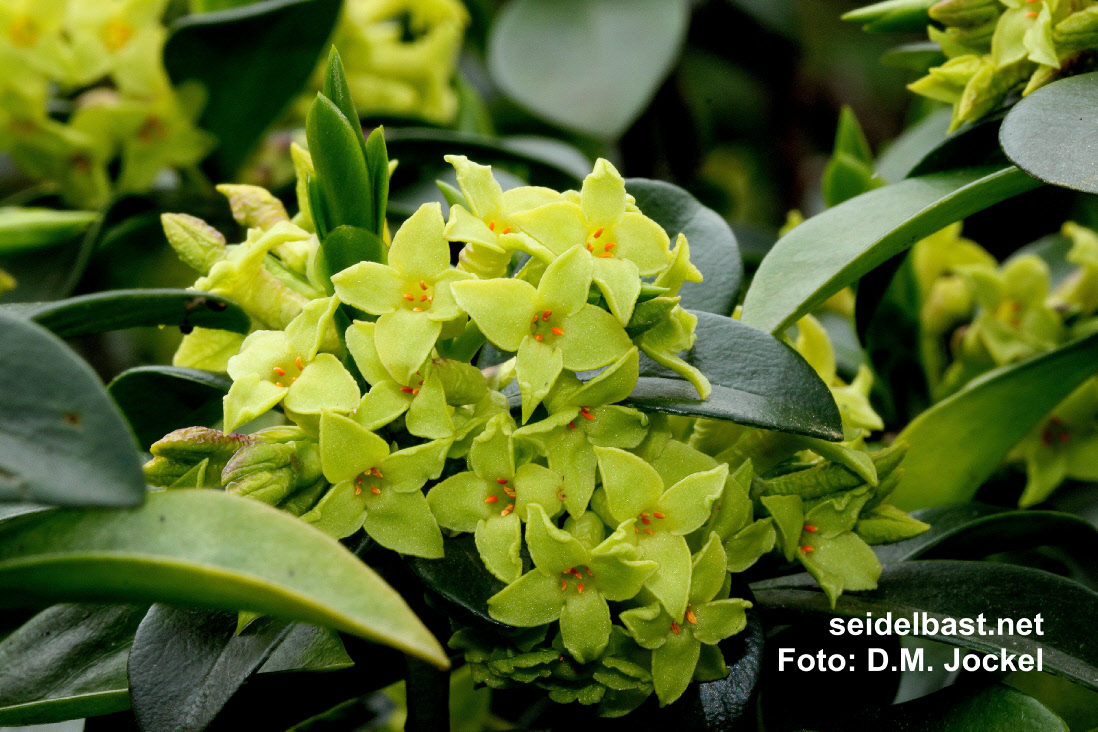 flowers close-up of Daphne pontica hybrid