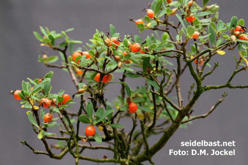 potted plant of Daphne malyana with fruits close-up