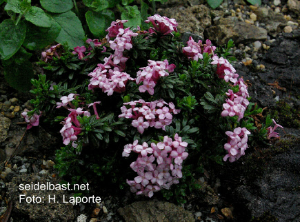 Daphne x hendersonii ‘Fritz Kummert’, 'Hendersons Seidelbast'