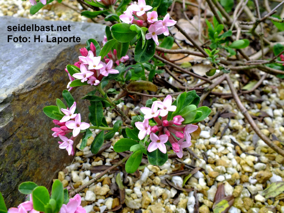 lax growth of Daphne x eschmannii, - Eschmanns Seidelbast