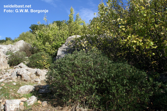 Daphne oleoides big shrub, Turkey, 'ölbaumähnlicher Seidelbast'