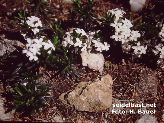 Daphne arbuscula forma albiflora in garden, 'Bäumchen-Seidelbast'