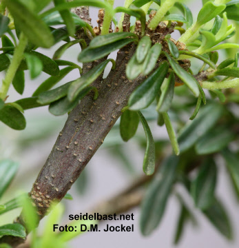 close-up of branch with cristate growth of Daphne x schlyteri ‘Hans Bauer’, Schlyters Seidelbast