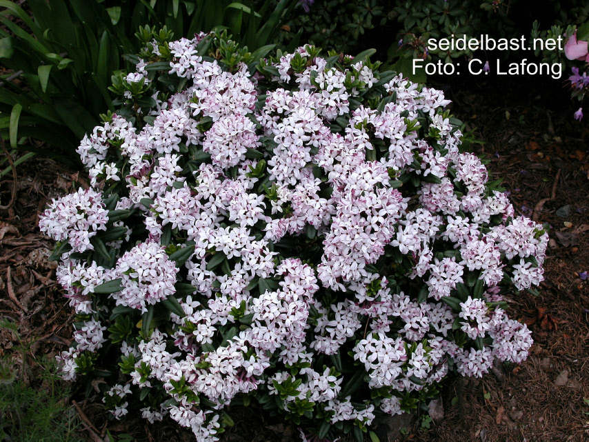 extremely well flowering Daphne retusa, 'eingebuchteter Seidelbast'