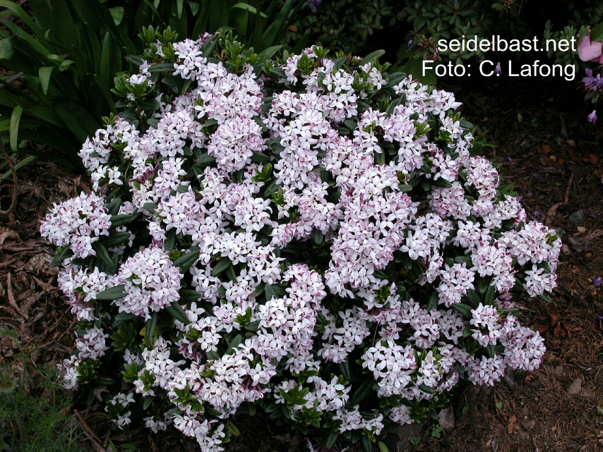 extremely well flowering Daphne retusa extremely well flowering Daphne retusa, 'eingebuchteter Seidelbast'
