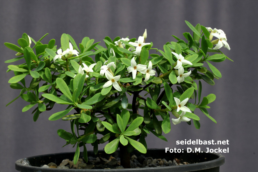 Daphne malyana potted plant with flowers , 'Maly's Seidelbast'
