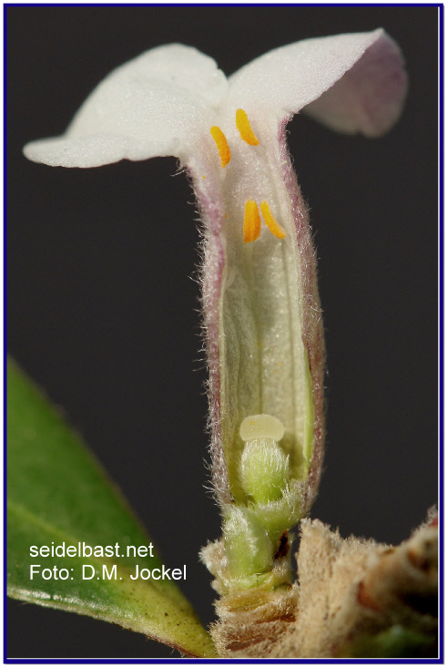 flower structure of a Daphne blossom, close-up