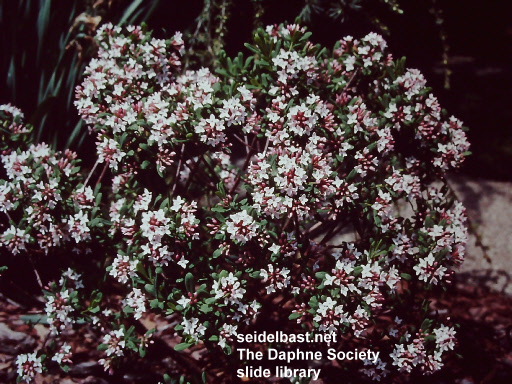 Daphne x burkwoodii ‘Lavenirii’, 'Burkwoods Seidelbast'