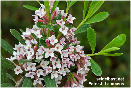 rich flowering Daphne x ‘Kilmeston Beauty’