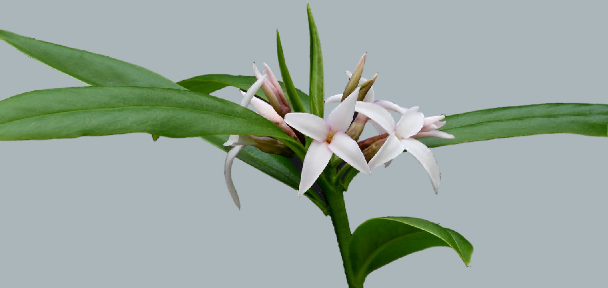 attractive Daphne hybrid attractive Daphne hybrid