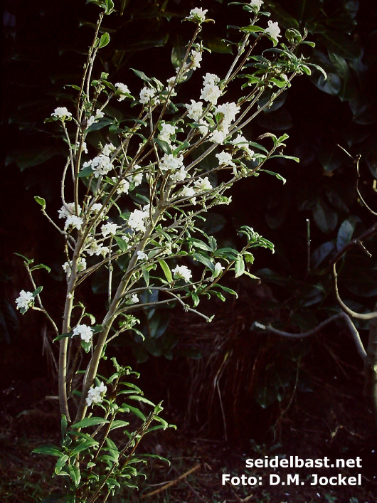shrub Daphne bholua var. glacialis ‘Gurkha’ flowering shrub Daphne bholua var. glacialis ‘Gurkha’