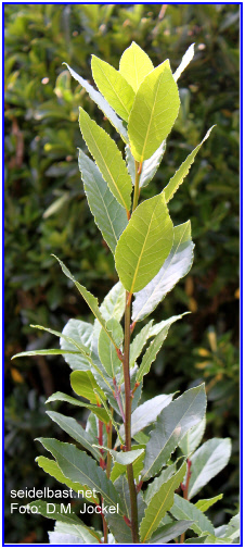 Laurus nobilis, real laurel 