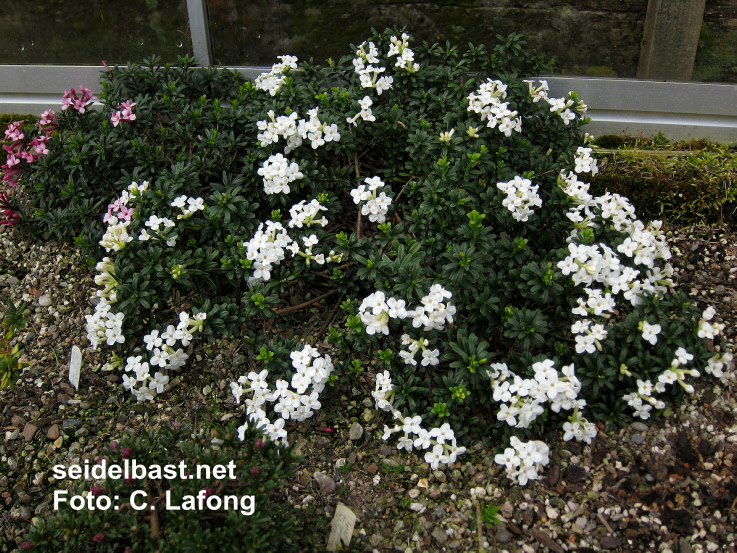 Daphne x hendersonii ‘Marion White’, 'Hendersons Seidelbast'