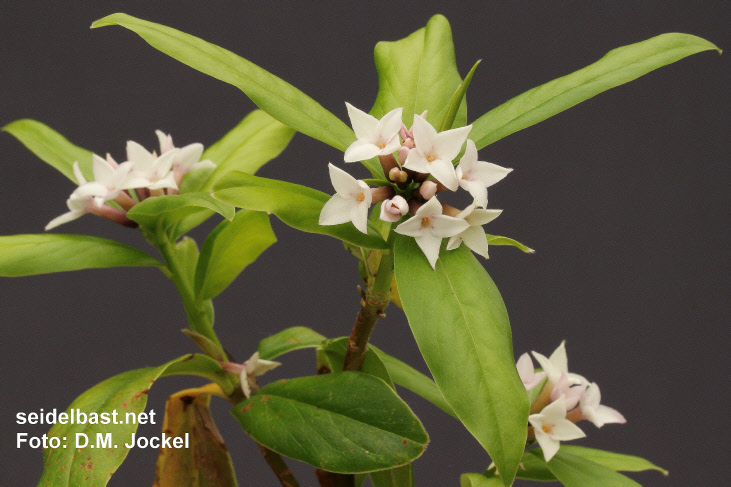 Daphne x ‘Spring Herald’ flowering